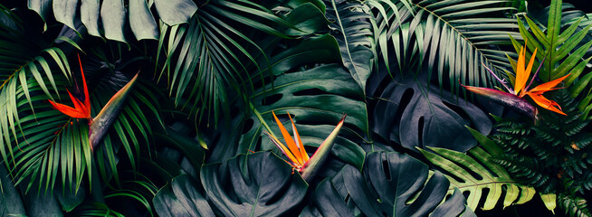 Tropical flower, Closeup of Bird of Paradise or strelitzia reginae blooming on green leaves...