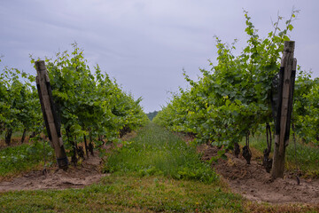 Fototapeta premium Rows of vines at a vineyard on a rainy overcast day. Selective focus, blurred background.