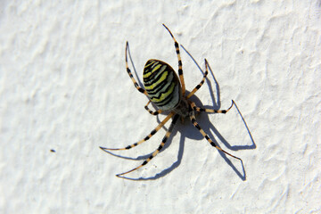 une ba=elle araignée