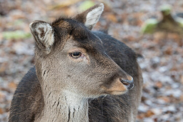 Fototapeta premium Head portraits of a young fallow deer, looking to the right
