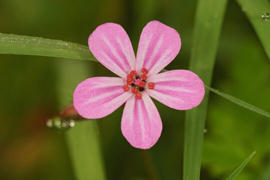 Closeup on the brilliant pink flower of the fox geranium robertianum in the field