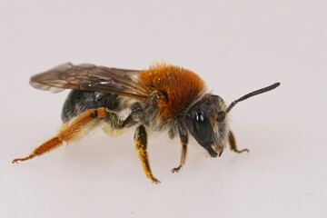 Closeup on a female red-tailed mining bee, Andrena haemorrhoa on a white background
