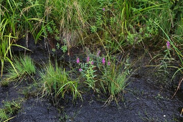Swamp flowers in Blinklingmoos, Austria - high moor conservation area in Austria
