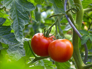 Frische Tomaten