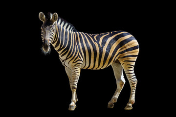 African zebra isolated on a black background.