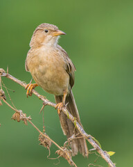 The common babbler is a member of the family of Leiothrichidae. They are found in dry open scrub country mainly in India. 