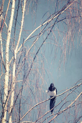 The Nest Robber Magpie In Tree
