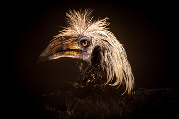 close up of a head of an birds head