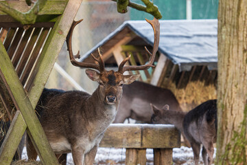 Portrait of a fallow deer at a manger looking at the camera