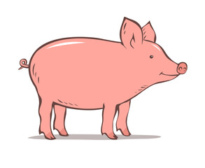 Pig on a white background. Farming and pets. Cute piglet. Food and meat. Cartoon vector illustration isolated on white background. Outline hand drawn