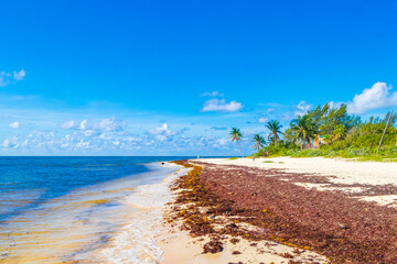 Tropical mexican beach water seaweed sargazo Playa del Carmen Mexico.