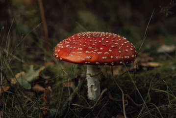 Fly agaric mushroom in forest