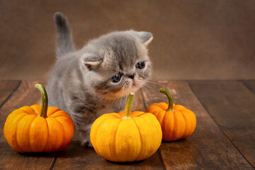 Funny kitten with orange pumpkins on a dark background. The concept of the Halloween holiday
