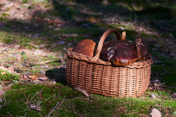 Wicker basket full of freshly picked mushrooms standing in the forest