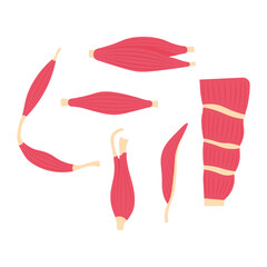 Set Section of muscle. Muscle flat symbol set. Collection of muscle and anatomy stock symbol for web.