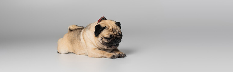 cute pug dog with wrinkles lying while resting on grey background, banner.