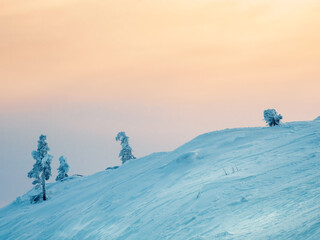 Minimalistic pink dawn magical bizarre silhouette of trees are plastered with snow. Arctic harsh...