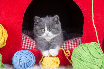 British bicolor kitten, grey and white cute cat