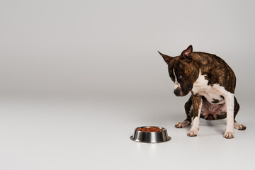 purebred staffordshire bull terrier sitting and looking at bowl with pet food on grey.