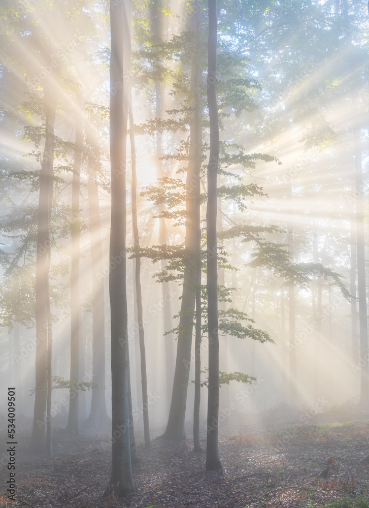 Wall mural Enchanting sun rays falling through the mist in a golden forest in autumn. The beauty of nature in vibrant warm autumnal colors of deciduous trees. Fantasy woodland background.