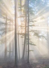 Enchanting sun rays falling through the mist in a golden forest in autumn. The beauty of nature in...