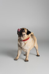 purebred pug dog in red collar looking away and sticking out tongue on grey background.