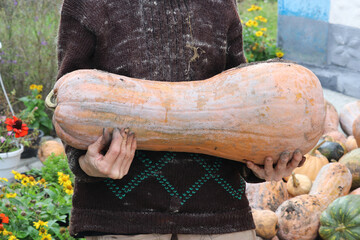 A woman farmer holds a huge Butternut Squash in her hands. Agriculture in Ukraine.