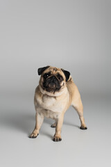 purebred pug dog in red collar looking at camera on grey background.