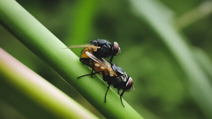 Sarcophaga carnaria