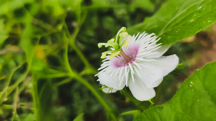 Stinking passionflower