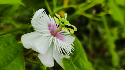 Stinking passionflower
