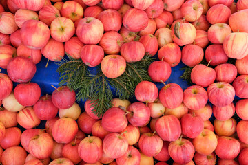Top view of organic red apples on the market counter. 