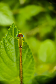 Ceriagrion coromandelianum