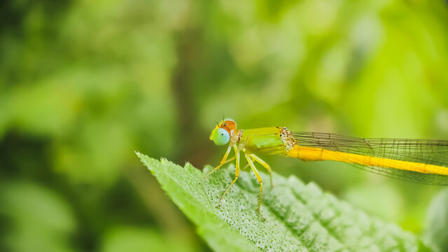 Ceriagrion coromandelianum