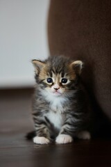 A small fluffy playful kitten. Animals in the house