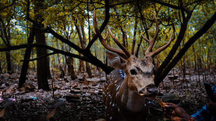 The chital also known as spotted deer, chital deer, and axis deer, is a deer species native to the...