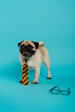 Stylish Pug Dog In Striped Tie Sticking Out Tongue And Standing Near Eyeglasses On Blue.