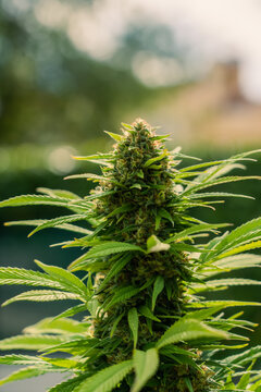 flor de marijuana con cogollos 