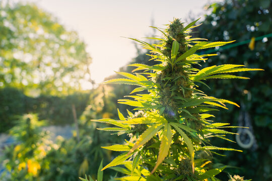 flor de marijuana con cogollos 