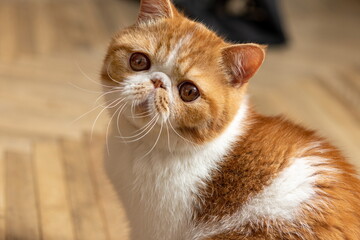 A beautiful kitten of the exotic shorthair breed sits on the brown background. Color cream with white, blurred focus