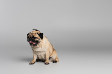 Obraz premium cute pug dog with wrinkles sitting on grey background.