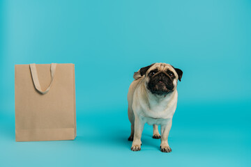 cute and purebred pug dog standing near shopping bag on blue background.