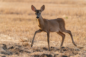 Little curious roe baby in sunset light