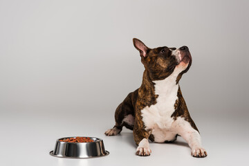 purebred staffordshire bull terrier lying near bowl with pet food on grey.