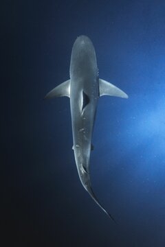 Vertical shot of shark swimming underwater