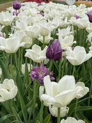 Stand out (white tulips with a purple tulip sneaking in)