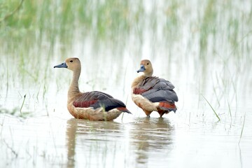 ducks on the lake
