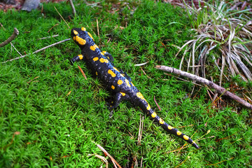 Tailed amphibian, fire salamander (salamandra salamandra from family Salamandridae).
Fire salamander  lying on green moss in  nature. Vivid green wildlife scenery. - obrazy, fototapety, plakaty