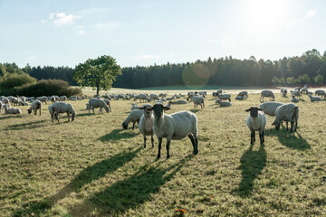 Schafherde auf gr&uuml;ner Wiese am fr&uuml;hen Morgen.