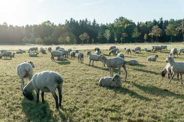 Schafherde auf grüner Wiese am frühen Morgen.